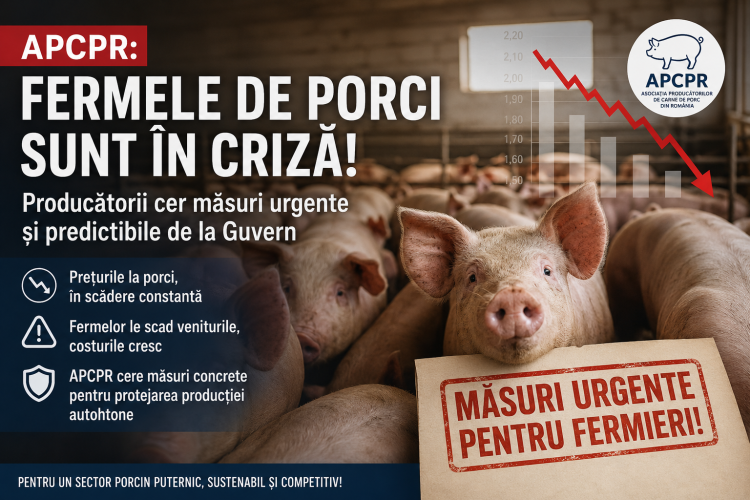 APCPR salută deschiderea Guvernului, dar avertizează că fermele de porci au nevoie urgentă de sprijin