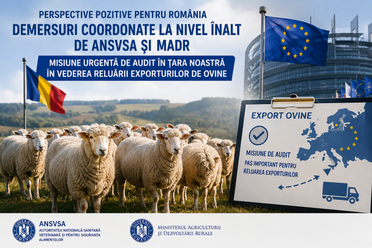 Audit european în România pentru reluarea exporturilor de ovine, ANSVSA și MADR cer deblocarea rapidă a piețelor