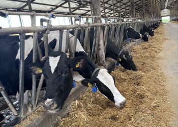 România produce 4,4 milioane de tone de lapte pe an, dar doar o treime ajunge în procesare industrială