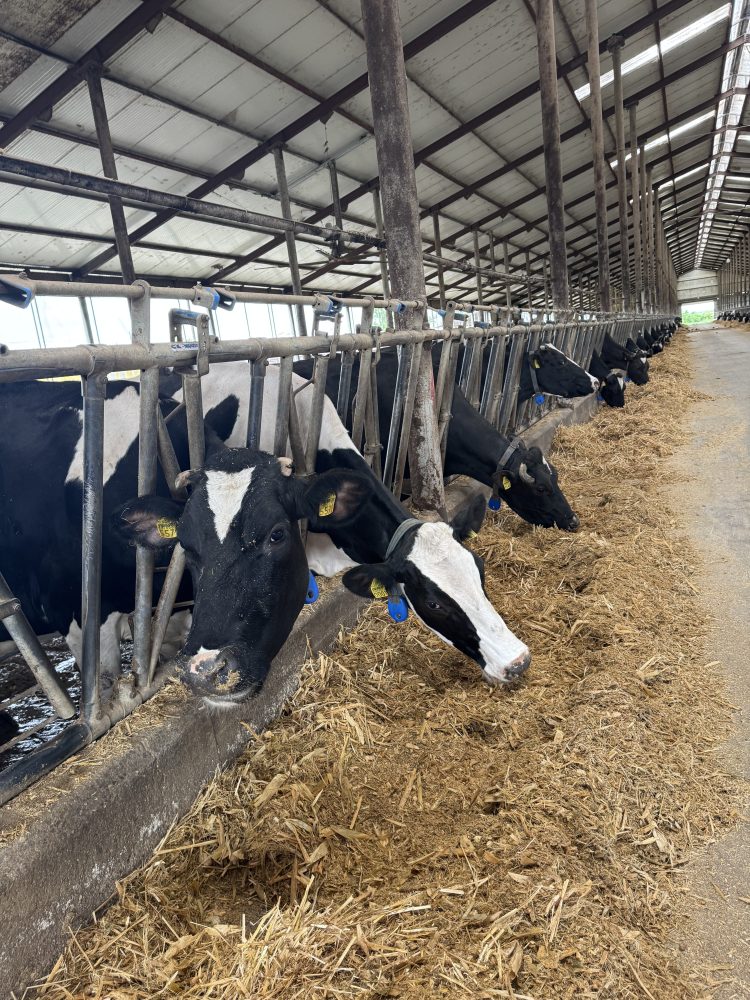 România produce 4,4 milioane de tone de lapte pe an, dar doar o treime ajunge în procesare industrială
