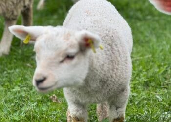 Se reia exportul de ovine către Regatul Arabiei Saudite?