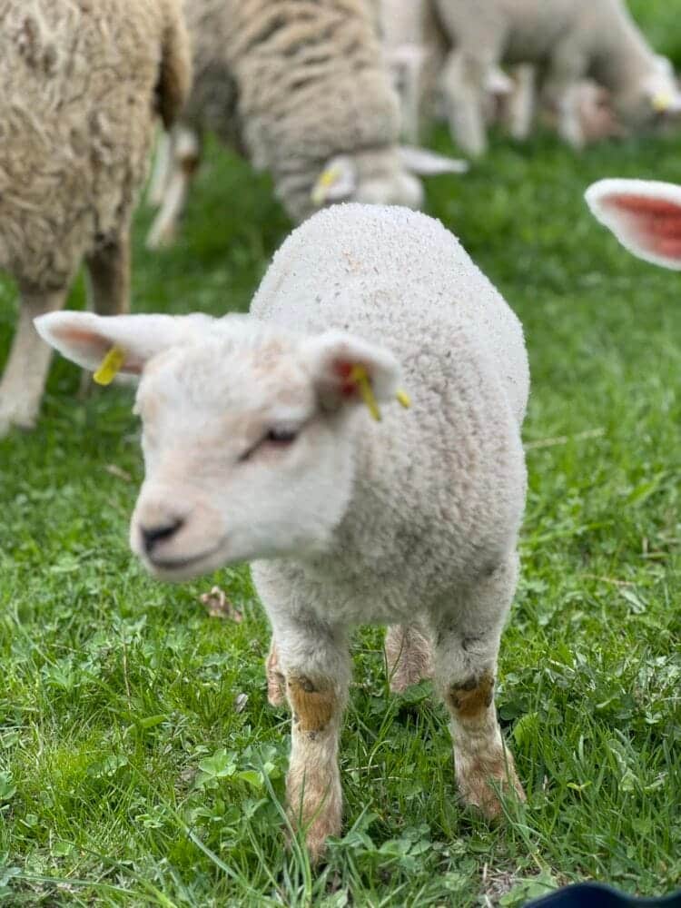 Se reia exportul de ovine către Regatul Arabiei Saudite?