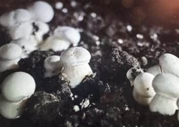 Despre rolul ciupercilor în natură și în viața omului!