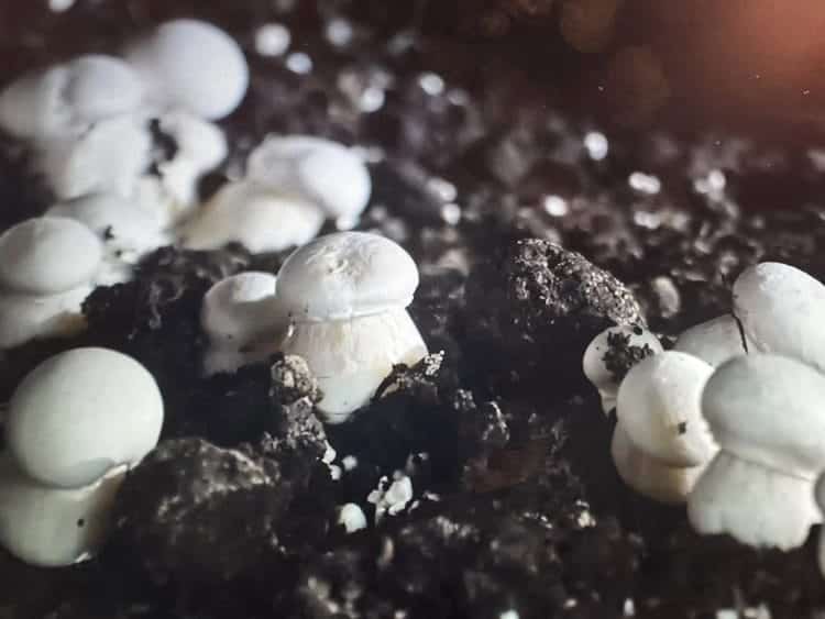 Despre rolul ciupercilor în natură și în viața omului!