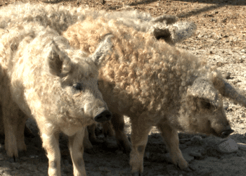 exemplare Mangalița