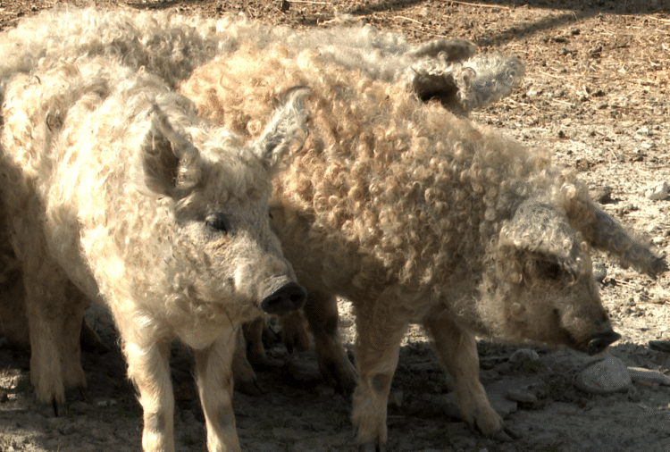 exemplare Mangalița