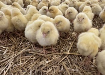 Tehnologia și pasiunea cresc pui mai sănătoși în România