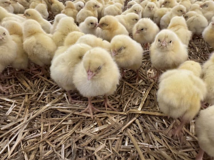 Tehnologia și pasiunea cresc pui mai sănătoși în România