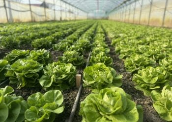 Legumicultorii despre ajutorul de 1.000 de euro: „Este un sprijin binevenit în perioada iernii”