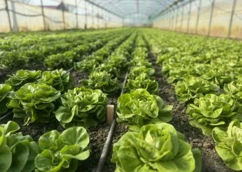 Legumicultorii despre ajutorul de 1.000 de euro: „Este un sprijin binevenit în perioada iernii”