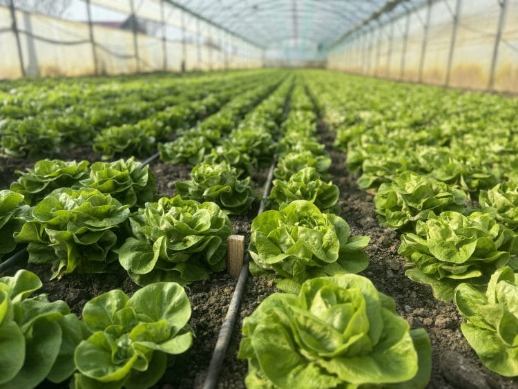 Legumicultorii despre ajutorul de 1.000 de euro: „Este un sprijin binevenit în perioada iernii”