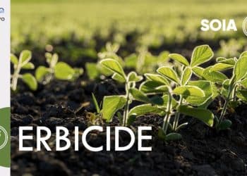 ERBICIDE SOIA