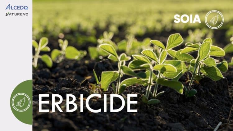 ERBICIDE SOIA