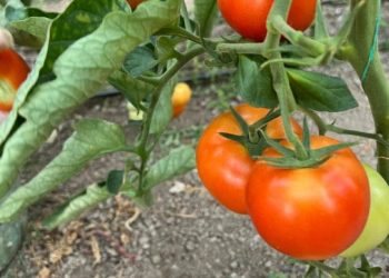 Legumicultorii față în față cu noile reguli din Programul Tomata 2.0