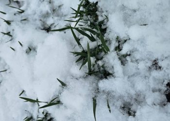 Zăpada, „aurul alb,, pentru agricultură