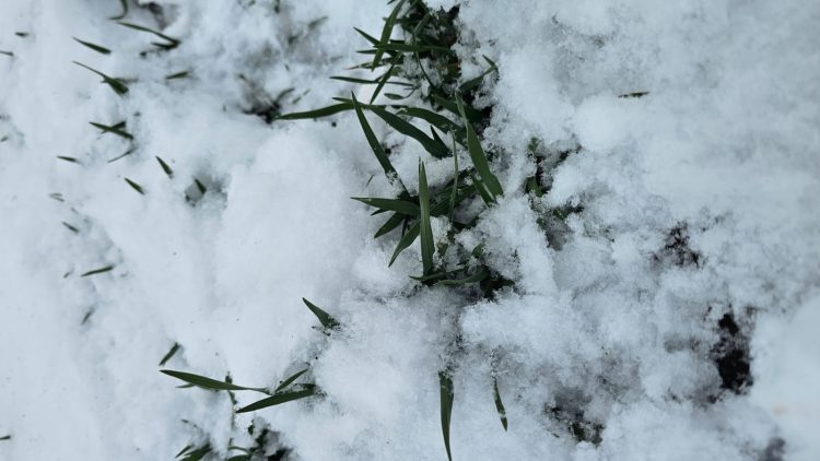 Zăpada, „aurul alb,, pentru agricultură
