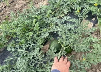 Legumicultorii despre ajutorul de 1.000 de euro: „Este un sprijin binevenit în perioada iernii”