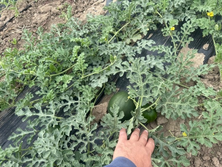 Legumicultorii despre ajutorul de 1.000 de euro: „Este un sprijin binevenit în perioada iernii”