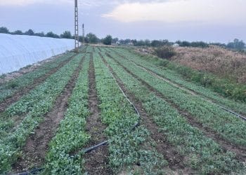 Inspecții Inopinate ale Consiliului Concurenței la Distribuitori Importanți de Semințe și Produse pentru Protecția Plantelor