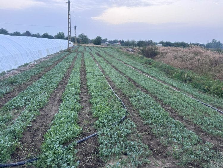 Inspecții Inopinate ale Consiliului Concurenței la Distribuitori Importanți de Semințe și Produse pentru Protecția Plantelor