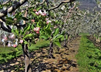 Bani pentru depozitare și procesare…
