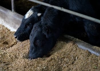 18 ferme din România devin modele naționale pentru protecția apelor și a solului