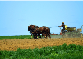 Productivitatea pe cap de angajat în agricultură: România la coada clasamentului