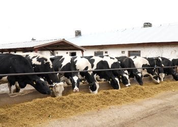 Peste 100 milioane euro transferate către fermieri pentru mediu, climă și bunăstarea animalelor