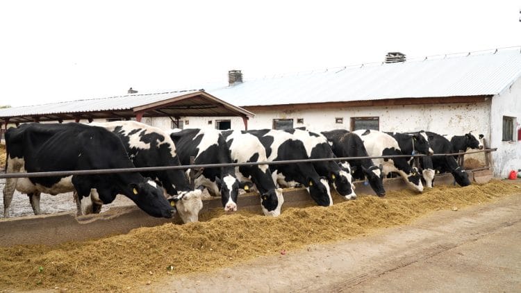 Peste 100 milioane euro transferate către fermieri pentru mediu, climă și bunăstarea animalelor