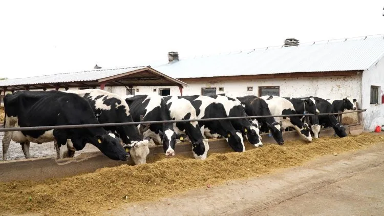 Peste 100 milioane euro transferate către fermieri pentru mediu, climă și bunăstarea animalelor