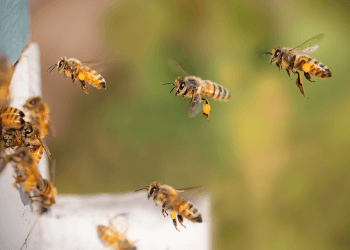 Schimbările Climatice și Impactul lor asupra Apiculturii