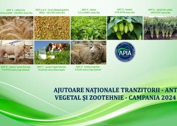 APIA a început autorizarea la plată a Ajutoarelor Naționale Tranzitorii pentru anul 2024
