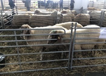 România continuă exporturile de ovine și caprine, cu restricții doar pentru transportul animalelor vii