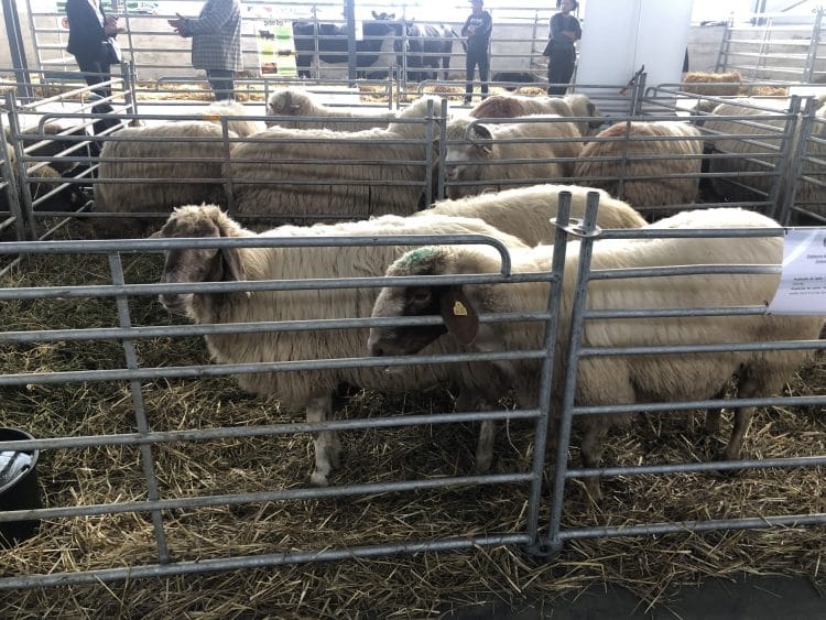 România continuă exporturile de ovine și caprine, cu restricții doar pentru transportul animalelor vii