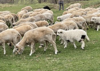 Sprijin financiar de peste 2,9 milioane lei pentru crescătorii de animale