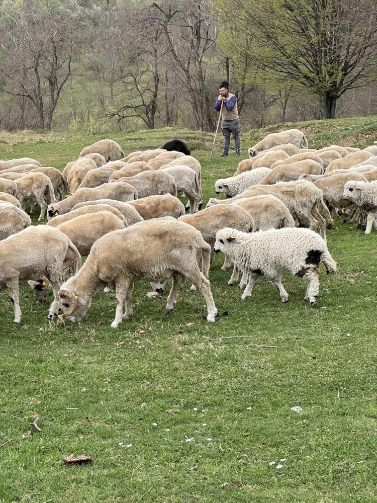 Sprijin financiar de peste 2,9 milioane lei pentru crescătorii de animale