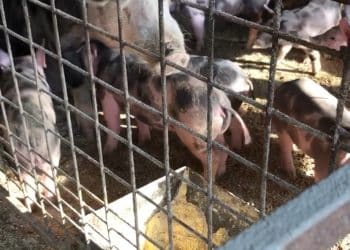 Alertă sanitar-veterinară: ANSVSA avertizează crescătorii de animale asupra riscului crescut de focare în România și Europa