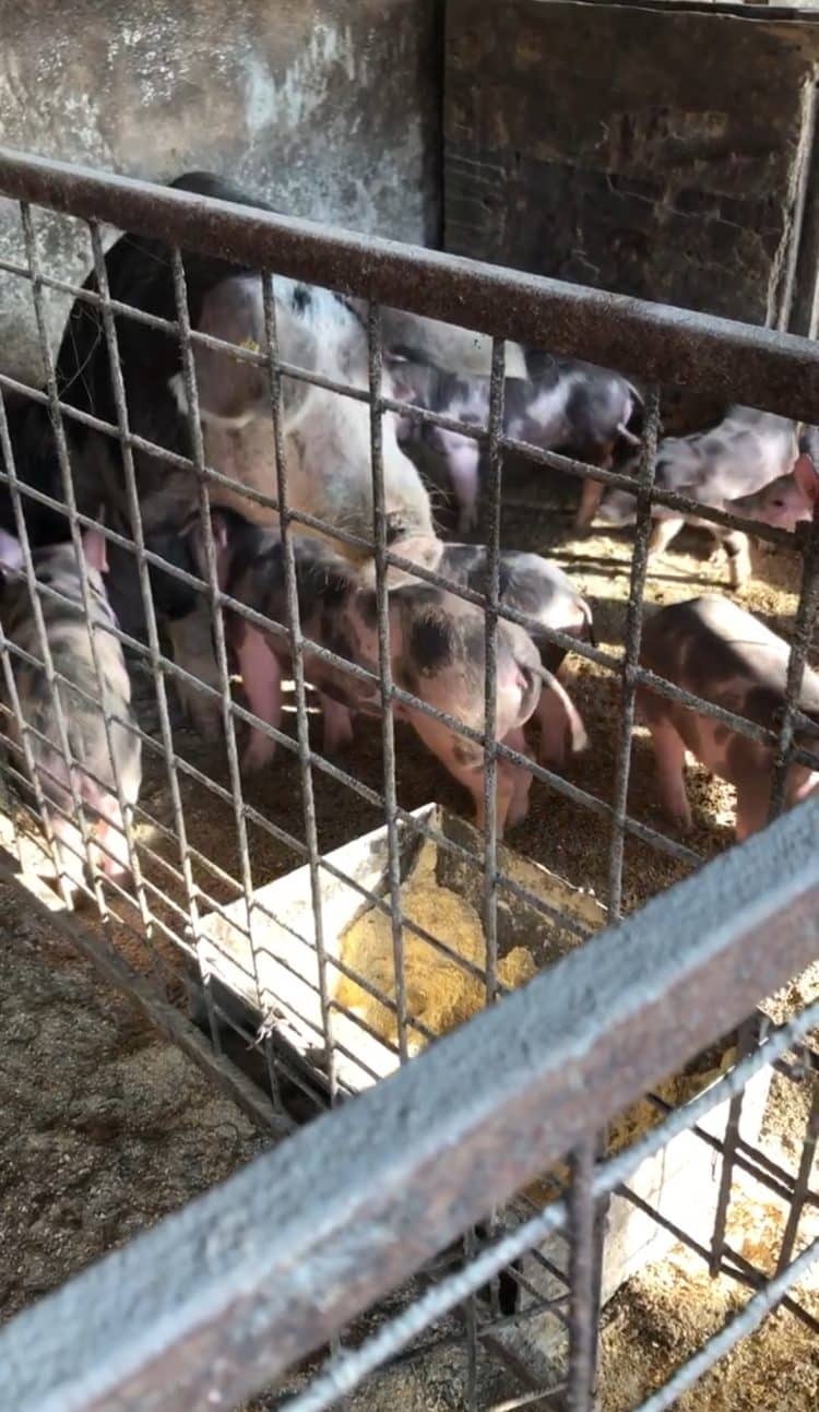 Alertă sanitar-veterinară: ANSVSA avertizează crescătorii de animale asupra riscului crescut de focare în România și Europa