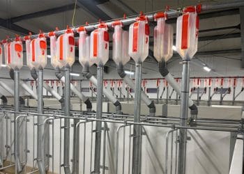 Ajutor de stat pentru crescătorii de porci: Program nou în dezbatere publică. Fermierii pot trimite sugestii!