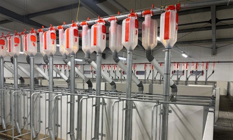 Ajutor de stat pentru crescătorii de porci: Program nou în dezbatere publică. Fermierii pot trimite sugestii!