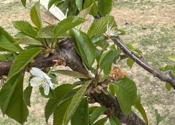 Povestea cireșilor amari din Dâmbovița: Adrian Petrea, un antreprenor care luptă cu gerul, birocrația și seceta