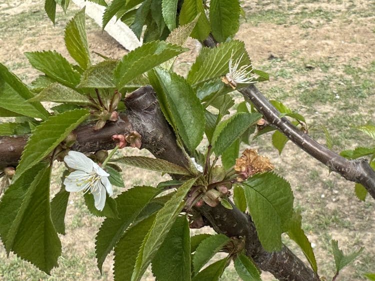 Povestea cireșilor amari din Dâmbovița: Adrian Petrea, un antreprenor care luptă cu gerul, birocrația și seceta