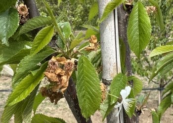 Comisia Europeană acordă aproape 50 de milioane de euro ajutor de urgență pentru fermierii afectați de fenomene climatice extreme. România primește 11,5 milioane de euro