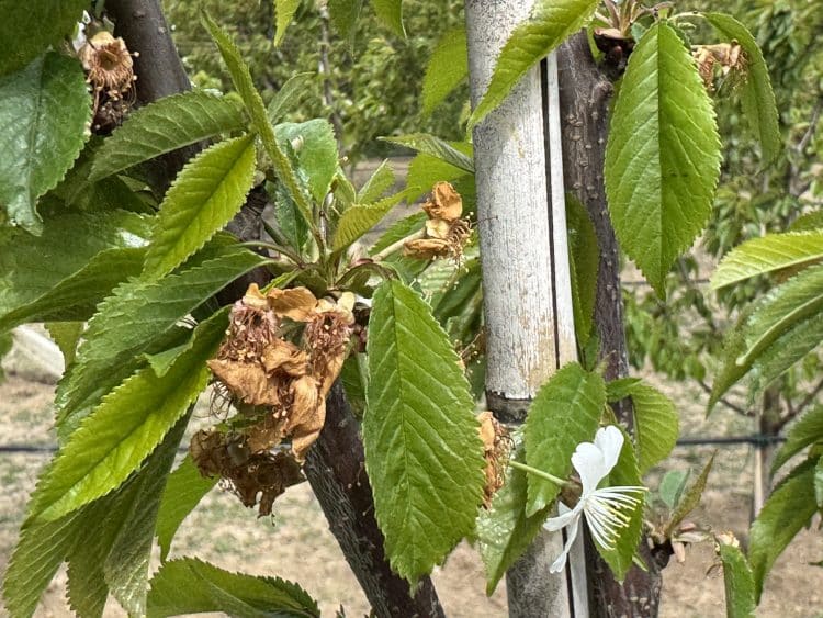 Comisia Europeană acordă aproape 50 de milioane de euro ajutor de urgență pentru fermierii afectați de fenomene climatice extreme. România primește 11,5 milioane de euro