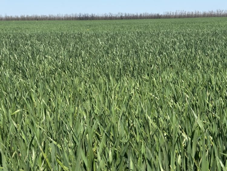 UE și Ucraina au ajuns la un nou acord de liber schimb: cote pentru produsele agricole sensibile și condiții de aderare graduală