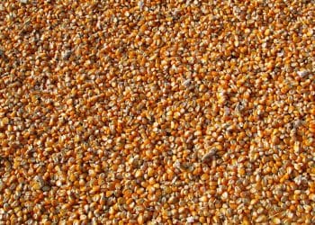 România anticipează recolte record de grâu și porumb în 2025: abundență mare, prețuri mici