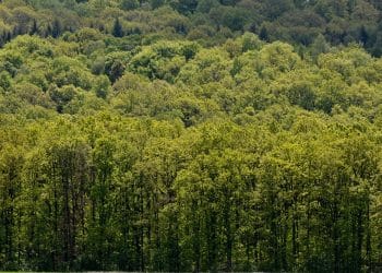 APIA dă startul depunerii cererilor de plată pentru sprijinul silvo-mediu: Pădurile pot aduce bani proprietarilor