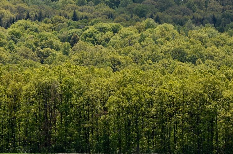 APIA dă startul depunerii cererilor de plată pentru sprijinul silvo-mediu: Pădurile pot aduce bani proprietarilor