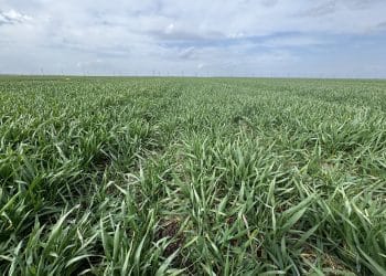 UE și Ucraina au ajuns la un nou acord de liber schimb: cote pentru produsele agricole sensibile și condiții de aderare graduală