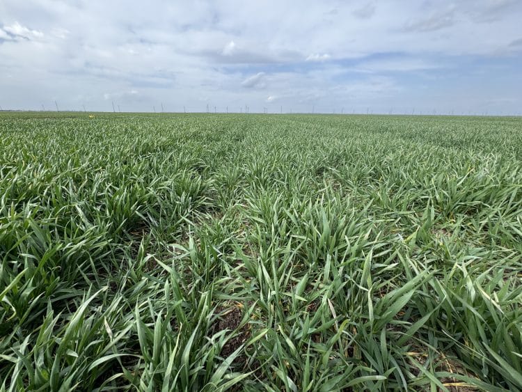 UE și Ucraina au ajuns la un nou acord de liber schimb: cote pentru produsele agricole sensibile și condiții de aderare graduală